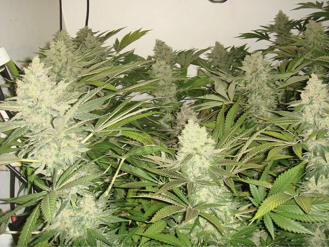 Buds flourishing an coco fibre