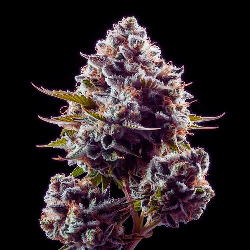 pink-rozay-strain-feminized-cannabis-seeds