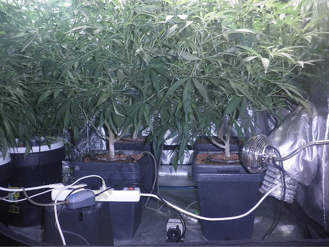 Hydroponic grow using clay pebbles
