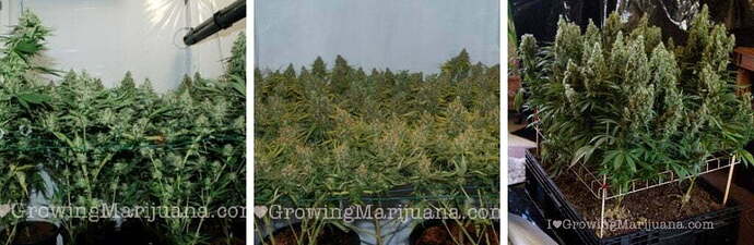 veg stage during scrog training