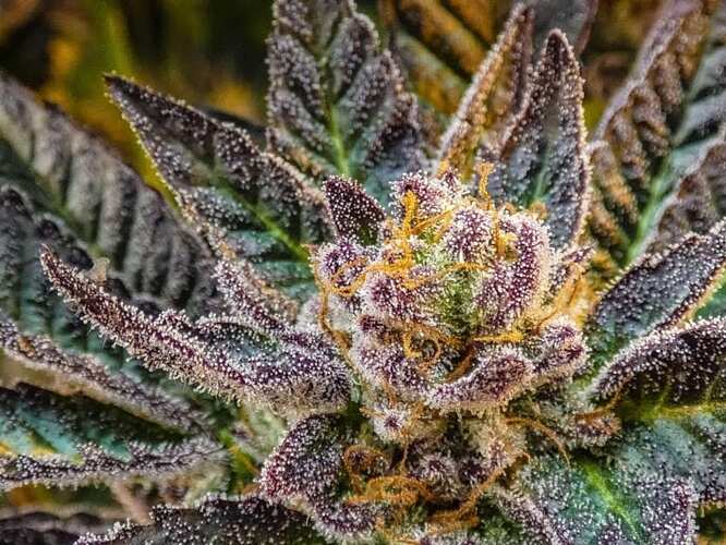 biscotti-weed-strain-768x576-1