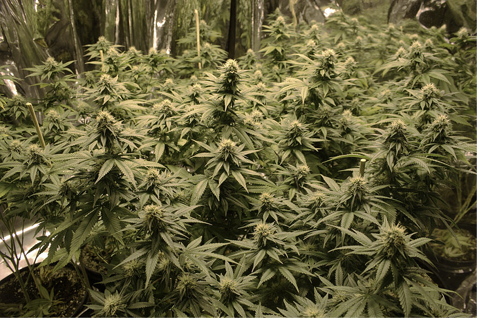Indoor soilgrown flowers