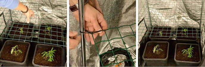 scrogging marijuana last step