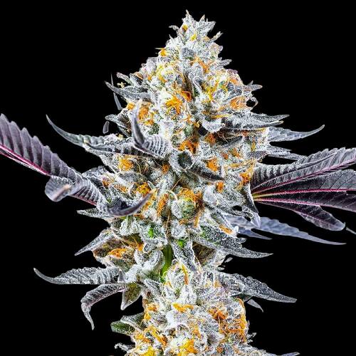 do-si-dos-strain-feminized-seeds