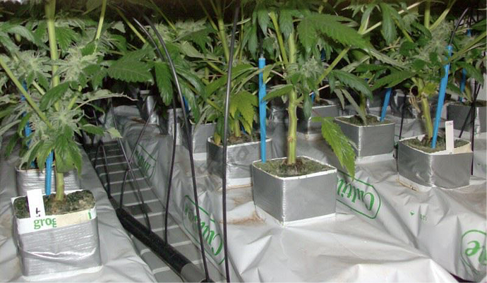 A rock wool indoor grow
