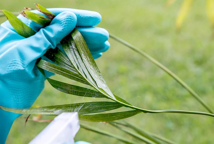 spraying plant with neem oil