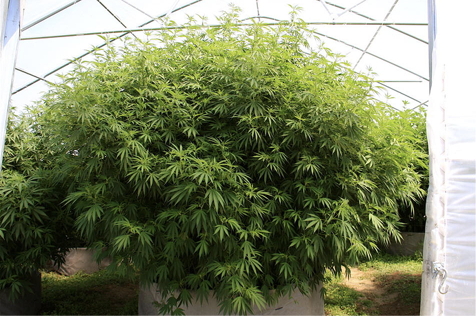 Monster plant in soil filled smart pot