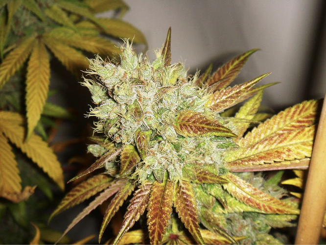 Bubblegum flowering in coco substrate