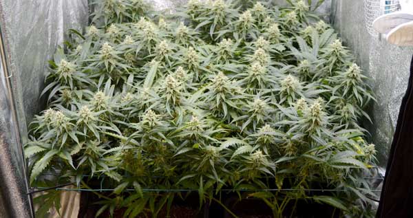 Screen of green day 55