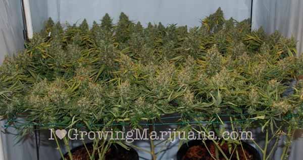 What is scrogging cannabis