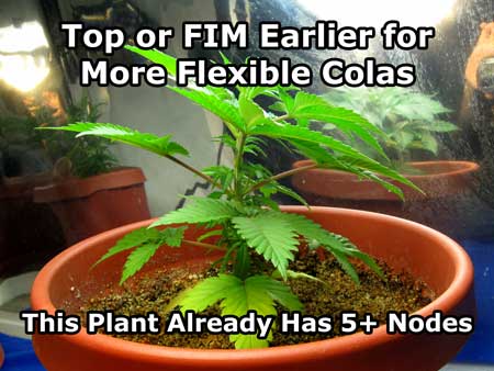It's a good idea to top or FIM earlier for the most flexible colas.This cannabis plant is almost too big to top or FIM.
