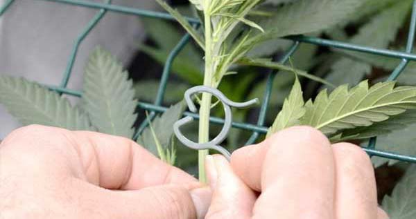 screen of green yield step 2