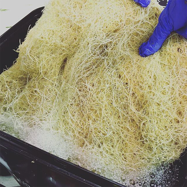 under current roots 2019