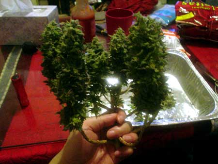 Small topped plant at harvest day - view from side so you can see how it was LST'ed