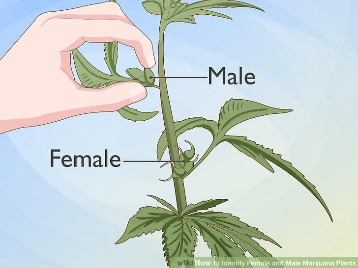 Step 4 Know that hermaphroditic (both sexes) plants exist, and should be treated as males.