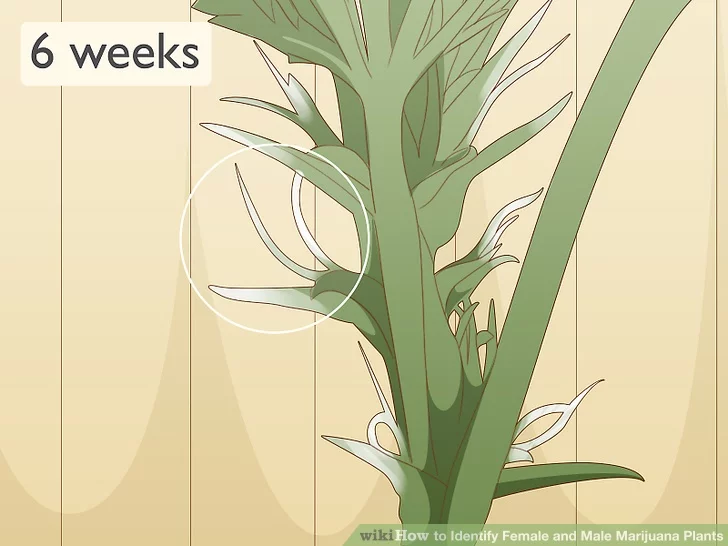 Step 1 Let the plants grow for roughly six weeks before sexing them.