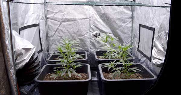 Screen of green day 15