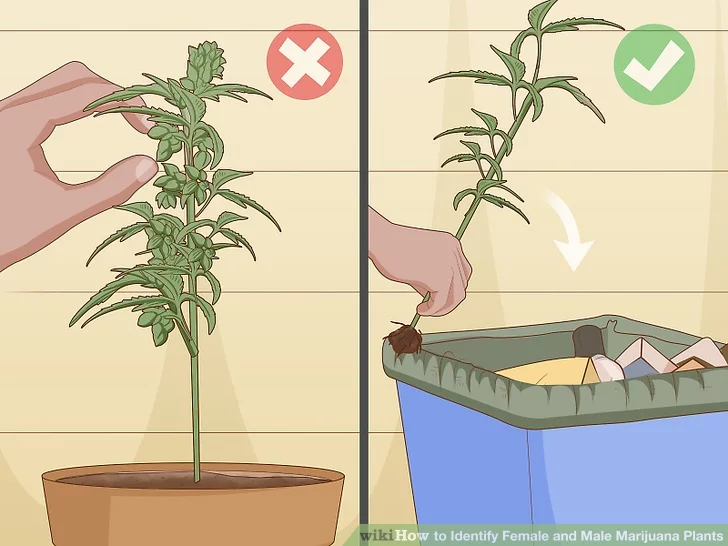 Step 5 Throw out or remove male plants unless you specifically want seeds.
