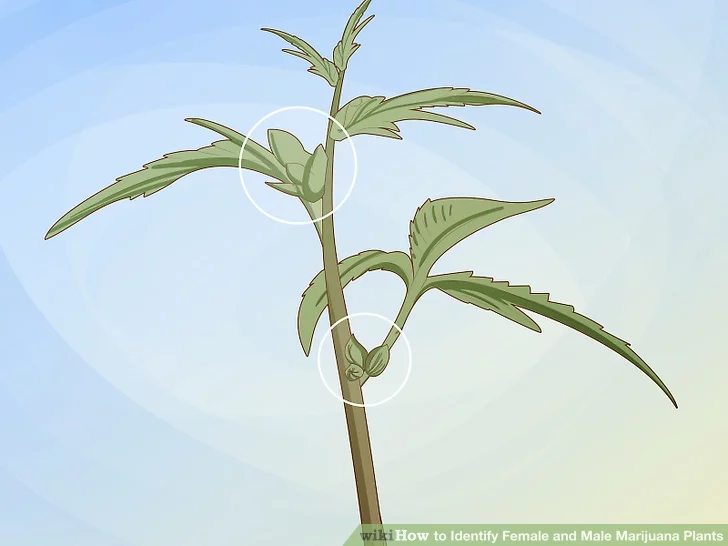 Step 3 Check the joints on the stalk for male flowers.