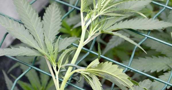 screen-of-green-plant-yield step 3