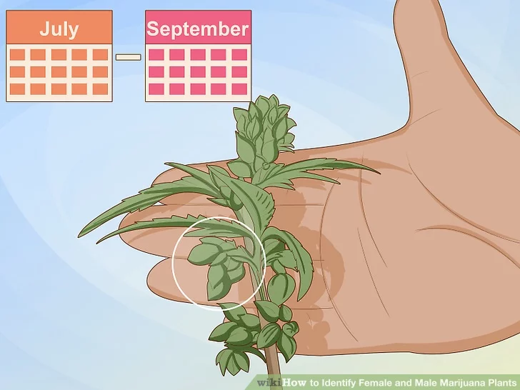 Step 2 Check your plants regularly from July to September to sex them.