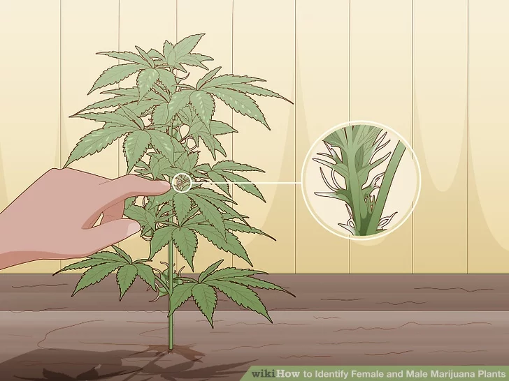 Step 3 Check the joints for of the stalk for small, translucent hairs.