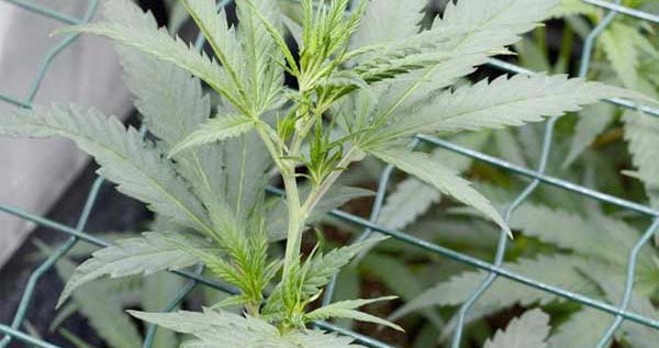 screen of green plant yield