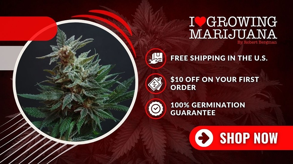 Best Seed Banks: Where to Buy High-Quality Marijuana Seeds Online